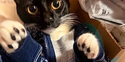 Luna is registered to the contest to win money with this photo: cat, black_and_white_cat, animal, pet, kitten, clothing, striped, paws, whiskers, cardboard_box, playful, indoor, close_up, cute, feline, curious, soft_fur, domestic_animal, young_animal, cozy