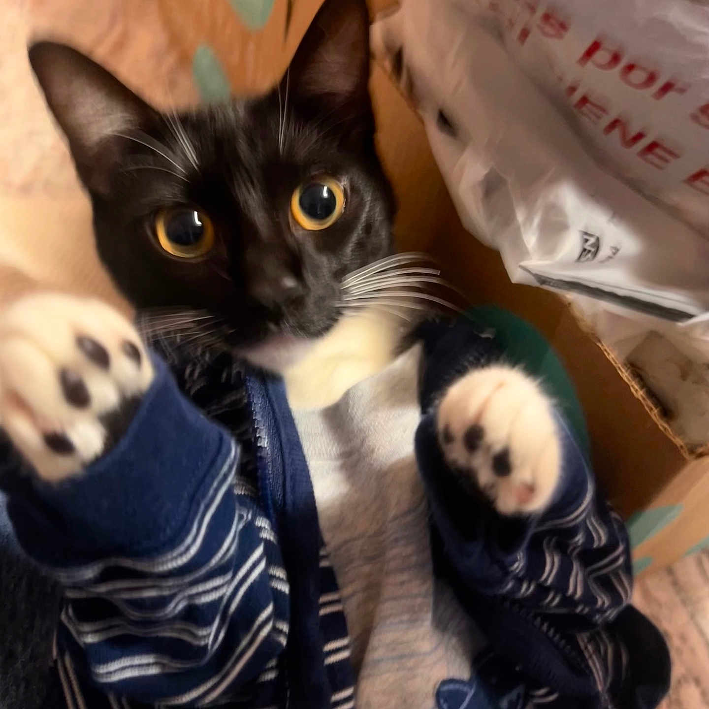Luna is registered to the contest to win money with this photo: animal, black_and_white_cat, cardboard_box, cat, close_up, clothing, cozy, curious, cute, domestic_animal, feline, indoor, kitten, paws, pet, playful, soft_fur, striped, whiskers, young_animal