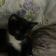 Luna is registered to the contest to win money with this photo: kitten, cat, black_and_white, tuxedo_cat, pet, animal, cute, fur, whiskers, paws, indoor, quilt, floral_pattern, resting, young, small, feline, cozy, domestic, adorable
