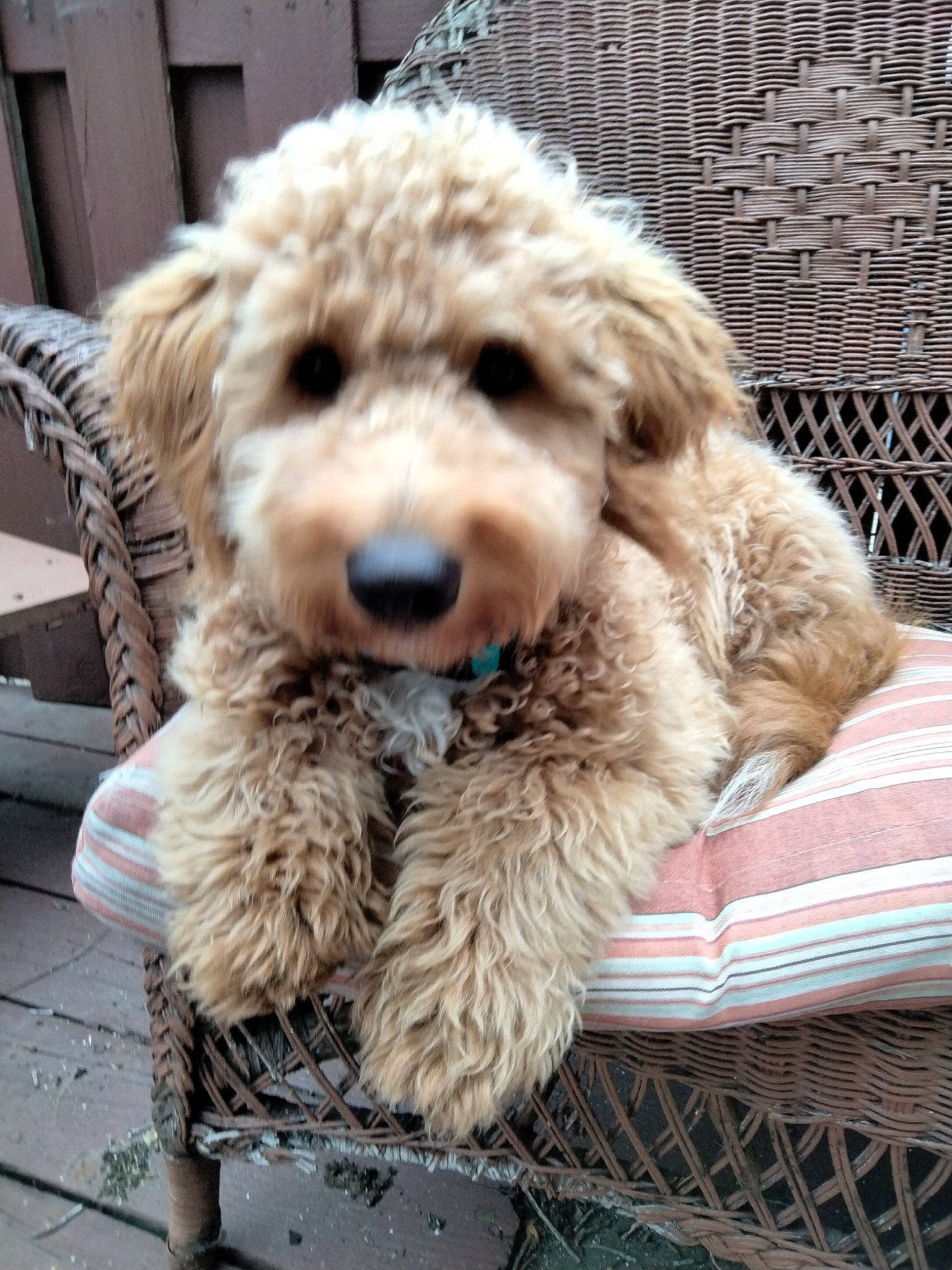 Pixy is registered to the contest to win money with this photo: canidae, carnivore, cockapoo, companion_dog, dog, dog_breed, dog_collar, fawn, fur, labradoodle, maltepoo, non_sporting_group, poodle, poodle_crossbreed, snout, sporting_group, terrier, toy_dog, water_dog, working_animal