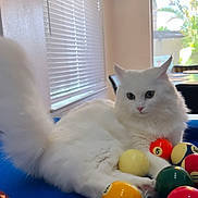 Mickey joined the competition — help win amazing prizes! cat, white_cat, fluffy, pool_table, billiard_balls, indoor, window, natural_light, blue_surface, curious, animal, pet, feline, playing, relaxed, home, furniture, colorful, table, domestic