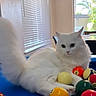 cat, white_cat, fluffy, pool_table, billiard_balls, indoor, window, natural_light, blue_surface, curious, animal, pet, feline, playing, relaxed, home, furniture, colorful, table, domestic