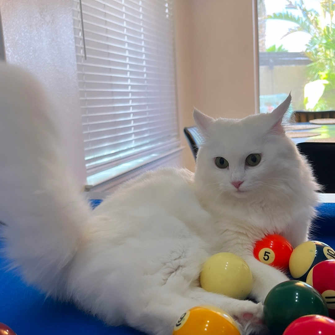 Mickey joined the competition — help win amazing prizes! cat, white_cat, fluffy, pool_table, billiard_balls, indoor, window, natural_light, blue_surface, curious, animal, pet, feline, playing, relaxed, home, furniture, colorful, table, domestic