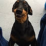 Cleo is registered to the contest to win money with this photo: dog, pet, animal, black, brown, cute, smiling, close_up, floor, jeans, indoor, portrait, small_dog, canine, looking_up, friendly, fur, muzzle, whiskers, ears