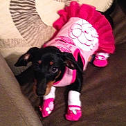 Cleo is registered to the contest to win money with this photo: dog, pet, clothing, pink, outfit, socks, couch, indoor, black, brown, small_dog, cute, animal, lying_down, fabric, pattern, ruffle, soft, domestic, cozy