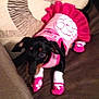 dog, pet, clothing, pink, outfit, socks, couch, indoor, black, brown, small_dog, cute, animal, lying_down, fabric, pattern, ruffle, soft, domestic, cozy