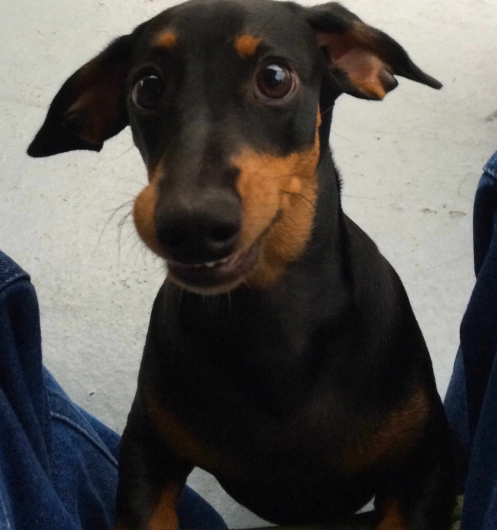 Cleo is registered to the contest to win money with this photo: dog, black_and_tan, close_up, pet, curious, ears, wide_eyes, indoors, jeans, person_legs, animal, canine, portrait, sitting, looking, floor, concrete, expression, cute, companion
