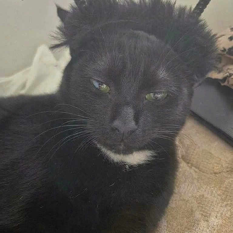 Brownie participe au concours pour gagner de l'argent avec cette photo : cat, black_cat, pet, animal, feline, bat_wings, halloween, costume, headband, whiskers, green_eyes, fluffy_fur, white_chin, sitting, indoors, couch, blanket, portrait, close_up, funny