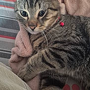 Kovu a rejoint le concours — aidez-le/la à gagner de superbes lots ! animal, bed, bell, blanket, cat, closeup, collar, cute, domestic_animal, feline, fur, indoor, paw, pet, relaxed, resting, sleepy, striped, tabby, whiskers