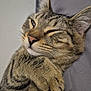 cat, tabby, pet, animal, feline, paw, fur, whiskers, sleepy, relaxed, closeup, cute, domestic, soft, indoor, resting, mammal, striped, face, ears