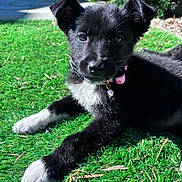 Carter is registered to the contest to win money with this photo: puppy, dog, grass, outdoor, pet, black_and_white, collar, sunlight, cute, animal, young_dog, lying_down, fur, nature, greenery, playful, adorable, pet_accessory, closeup, daylight