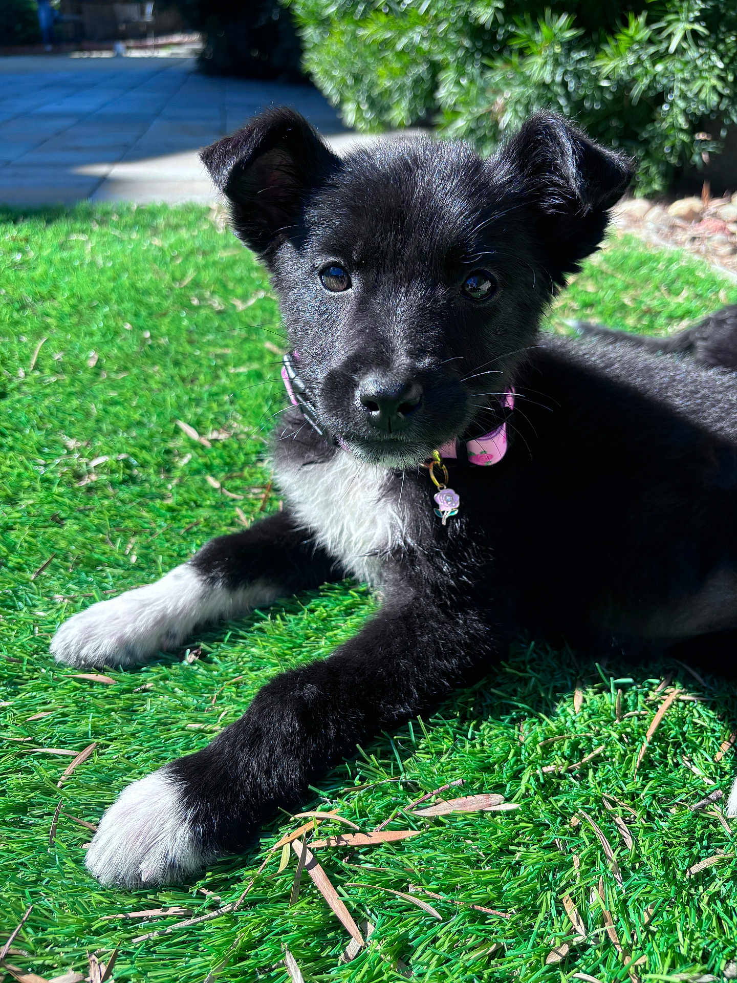 Carter is registered to the contest to win money with this photo: puppy, dog, grass, outdoor, pet, black_and_white, collar, sunlight, cute, animal, young_dog, lying_down, fur, nature, greenery, playful, adorable, pet_accessory, closeup, daylight