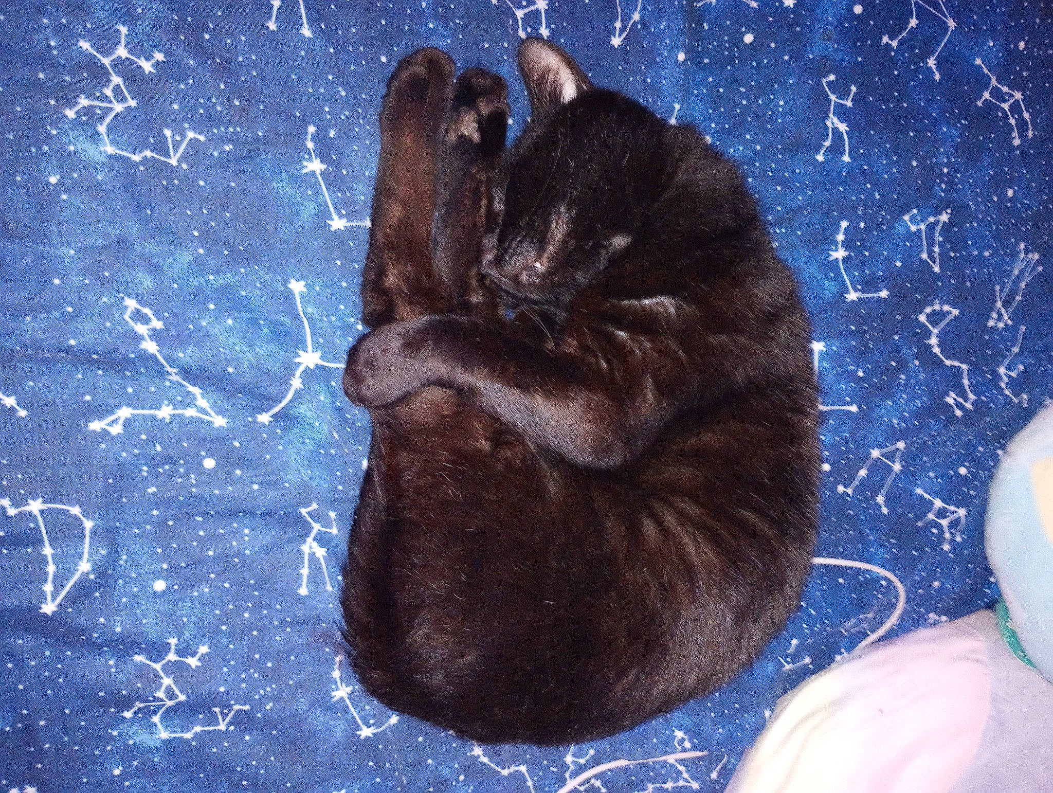 Mr. Banks is registered to the contest to win money with this photo: black_cat, bombay, carnivore, cat, comfort, darkness, dog_breed, domestic_short_haired_cat, electric_blue, felidae, fur, gesture, liver, paw, small_to_medium_sized_cats, snout, tail, terrestrial_animal, water, whiskers