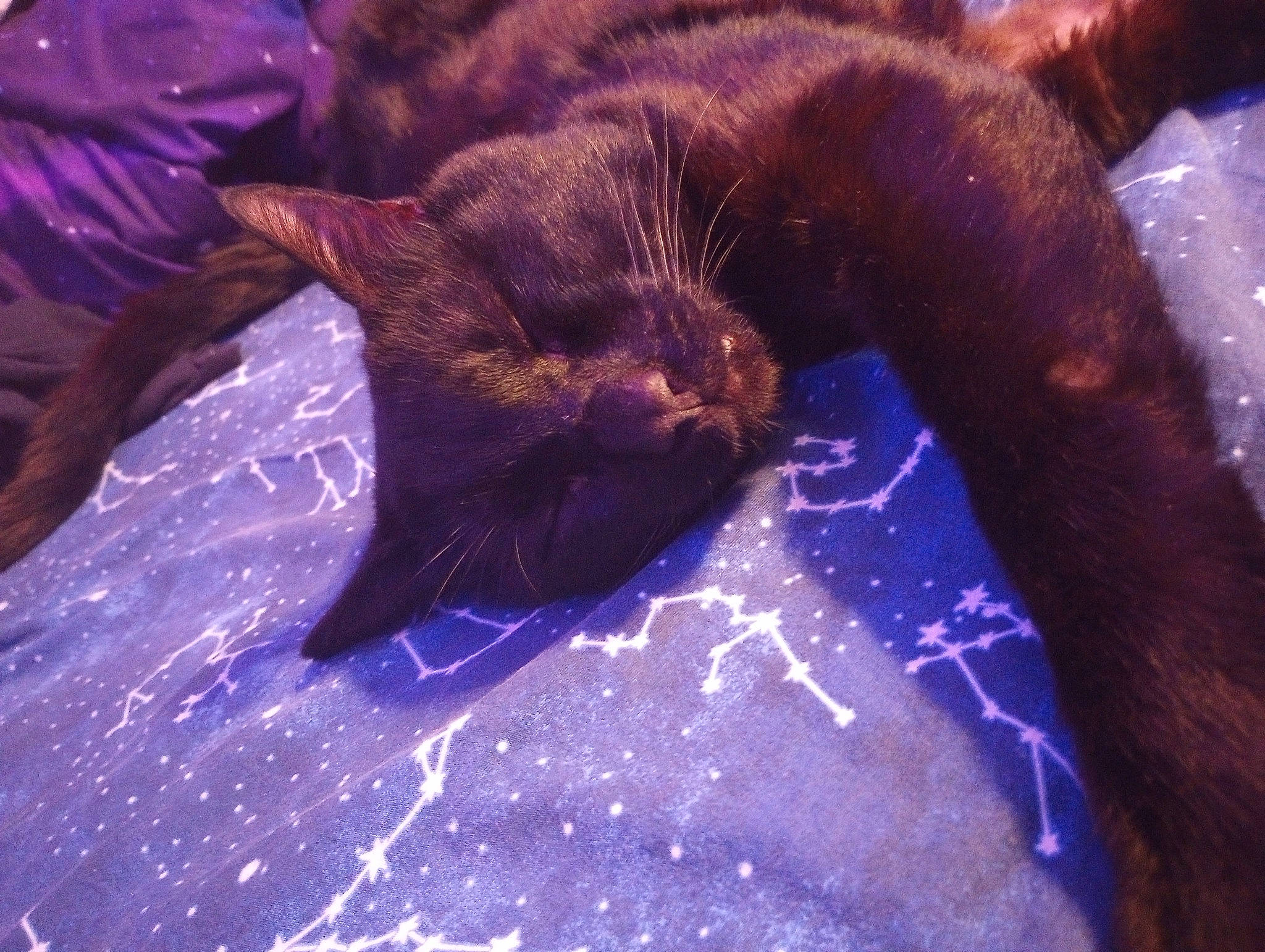 Mr. Banks is registered to the contest to win money with this photo: black_cat, carnivore, cat, claw, comfort, dog_breed, domestic_short_haired_cat, electric_blue, felidae, fur, gesture, liver, paw, purple, small_to_medium_sized_cats, snout, sporting_group, tail, terrestrial_animal, whiskers