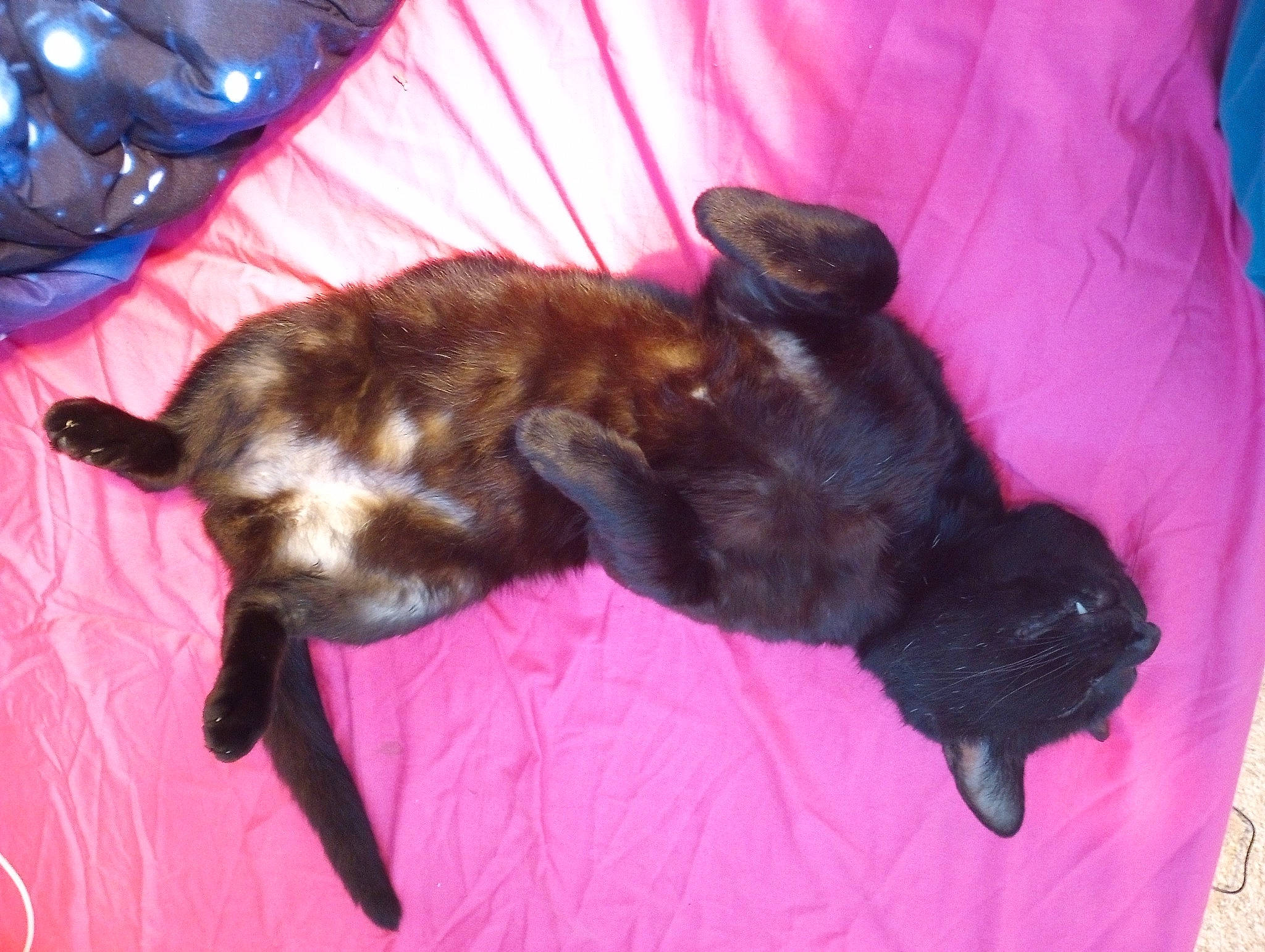 Mr. Banks is registered to the contest to win money with this photo: black_cat, canidae, carnivore, cat, claw, comfort, companion_dog, dog_breed, fawn, felidae, fur, liver, magenta, mammal, nap, small_to_medium_sized_cats, sporting_group, tail, vertebrate, whiskers