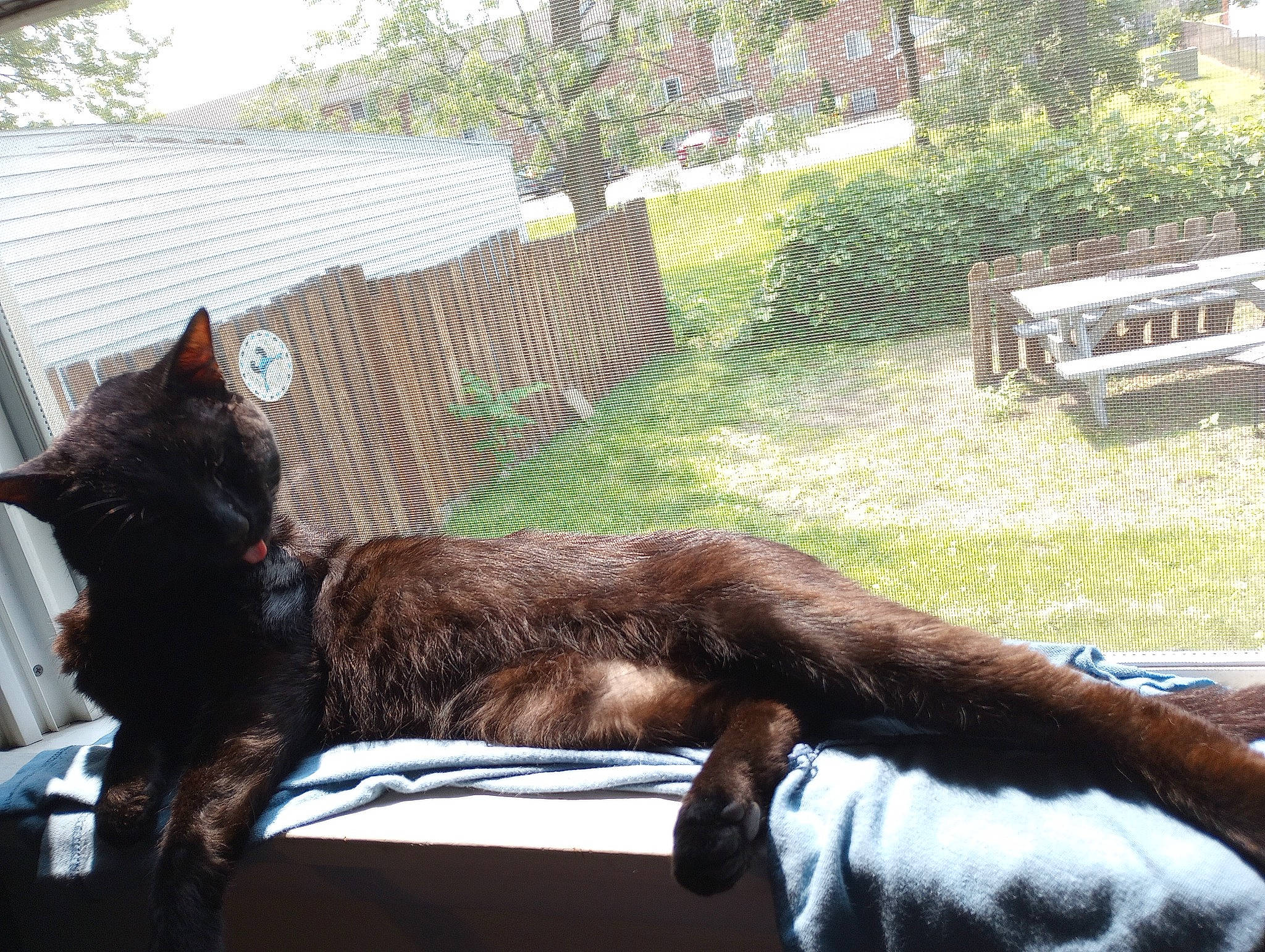 Mr. Banks joined the competition — help win amazing prizes! black_cat, canidae, carnivore, cat, comfort, companion_dog, dog_breed, domestic_short_haired_cat, felidae, fur, grass, plant, small_to_medium_sized_cats, snout, sporting_group, tail, terrestrial_animal, tree, whiskers, window