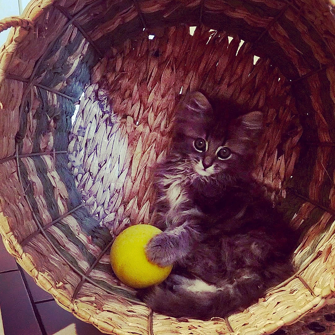 Twinny participe au concours pour gagner de l'argent avec cette photo : basket, carnivore, cat, cat_supply, circle, domestic_short_haired_cat, felidae, food, fruit, fur, maine_coon, small_to_medium_sized_cats, still_life, still_life_photography, twig, whiskers, wood