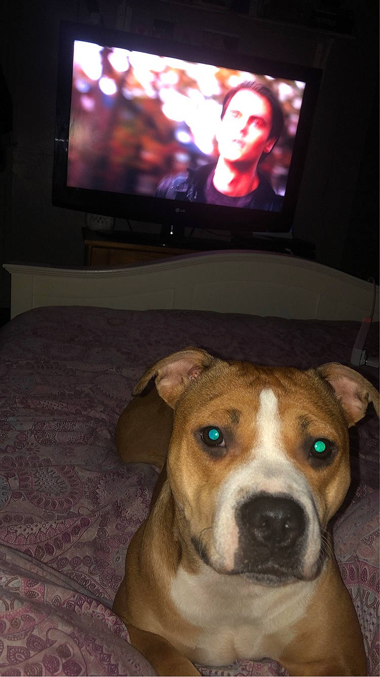 Harley is registered to the contest to win money with this photo: cable_television, carnivore, comfort, companion_dog, couch, display_device, dog, dog_breed, entertainment_center, fawn, flat_panel_display, flooring, gadget, led_backlit_lcd_display, linens, output_device, television, television_set, whiskers, working_animal