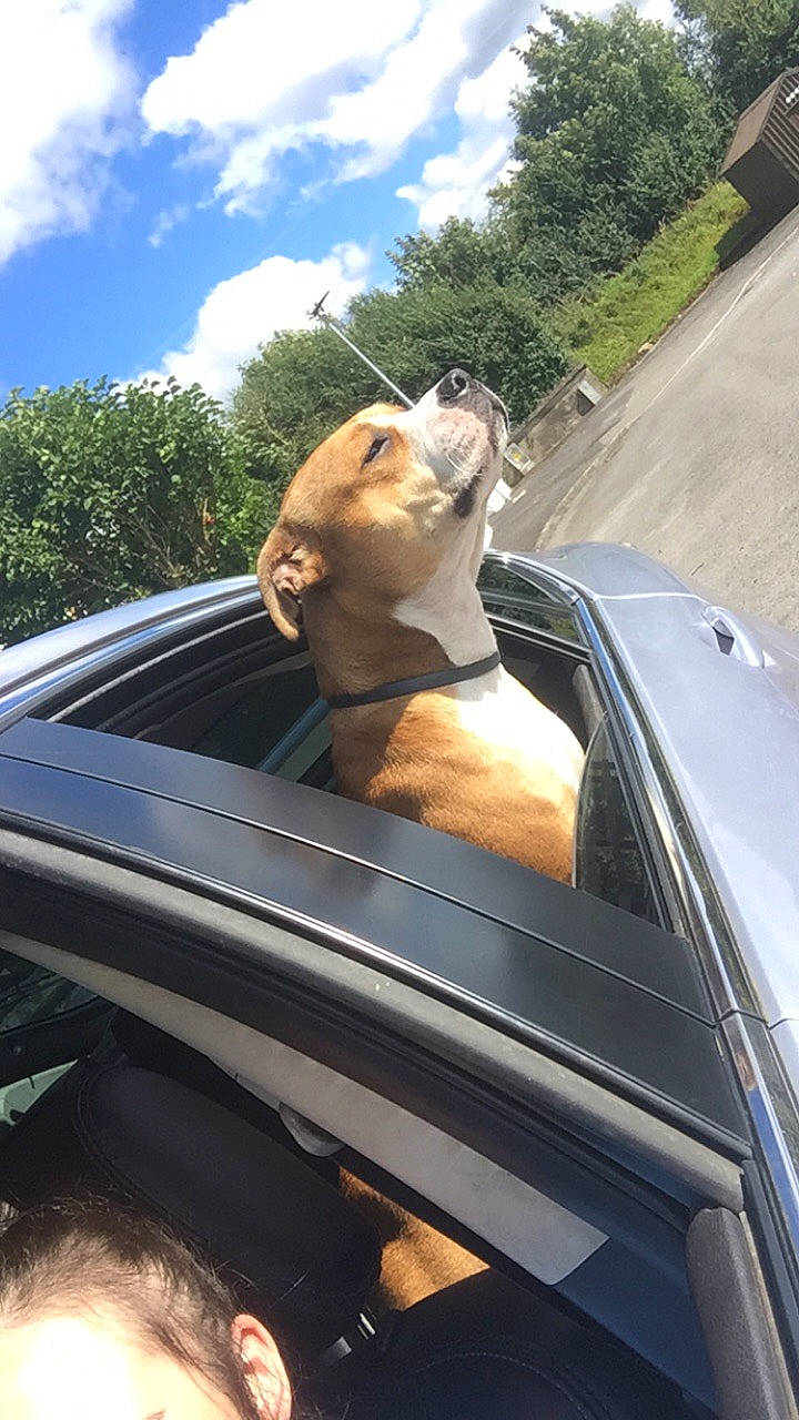 Harley is registered to the contest to win money with this photo: asphalt, automotive_design, automotive_exterior, automotive_lighting, automotive_mirror, car, carnivore, cloud, dog, dog_breed, fawn, hood, mode_of_transport, motor_vehicle, plant, rear_view_mirror, sky, tree, vehicle, vehicle_door