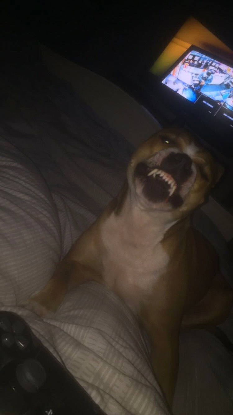 Harley joined the competition — help win amazing prizes! carnivore, comfort, companion_dog, darkness, dog, dog_breed, elbow, fawn, felidae, foot, fur, human_leg, paw, small_to_medium_sized_cats, smile, snout, sporting_group, tail, television, whiskers