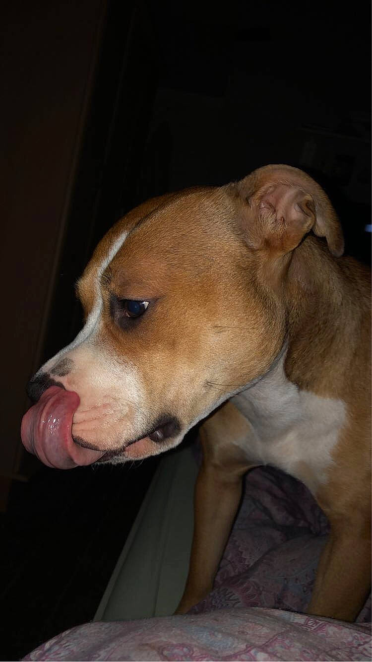 Harley is registered to the contest to win money with this photo: canidae, carnivore, companion_dog, dog, dog_breed, dog_supply, ear, fawn, liver, non_sporting_group, pet_supply, snout, sporting_group, terrestrial_animal, whiskers, working_animal