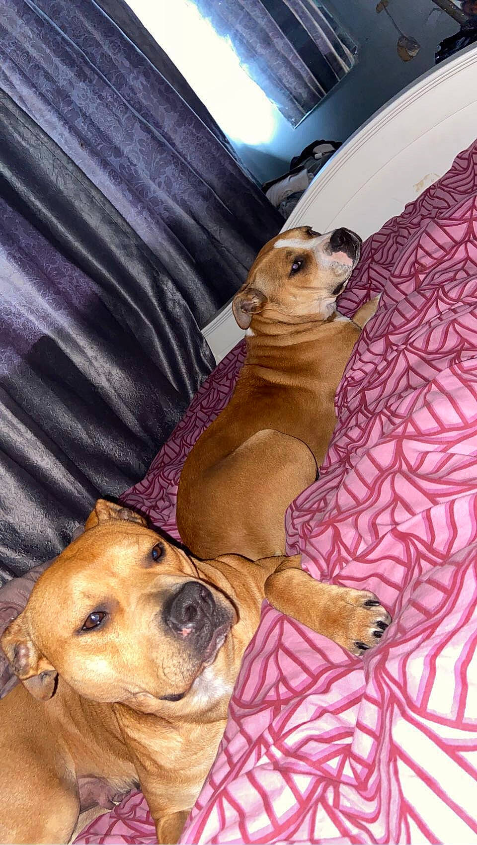 Brandy is registered to the contest to win money with this photo: art, canidae, carnivore, collar, comfort, companion_dog, dog, dog_breed, dog_supply, fawn, linens, liver, paw, pet_supply, snout, sporting_group, terrestrial_animal, toy_dog, whiskers, working_animal