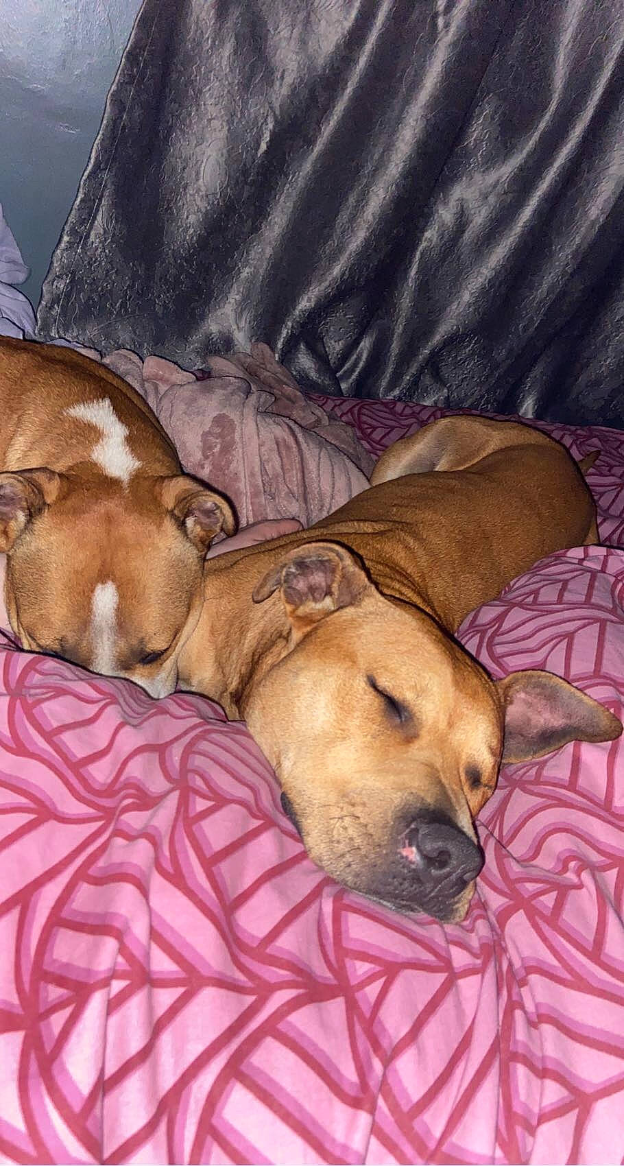 Brandy is registered to the contest to win money with this photo: canidae, carnivore, comfort, companion_dog, dog, dog_breed, dog_supply, fawn, fur, liver, nap, non_sporting_group, paw, sleep, snout, sporting_group, terrestrial_animal, whiskers, working_animal