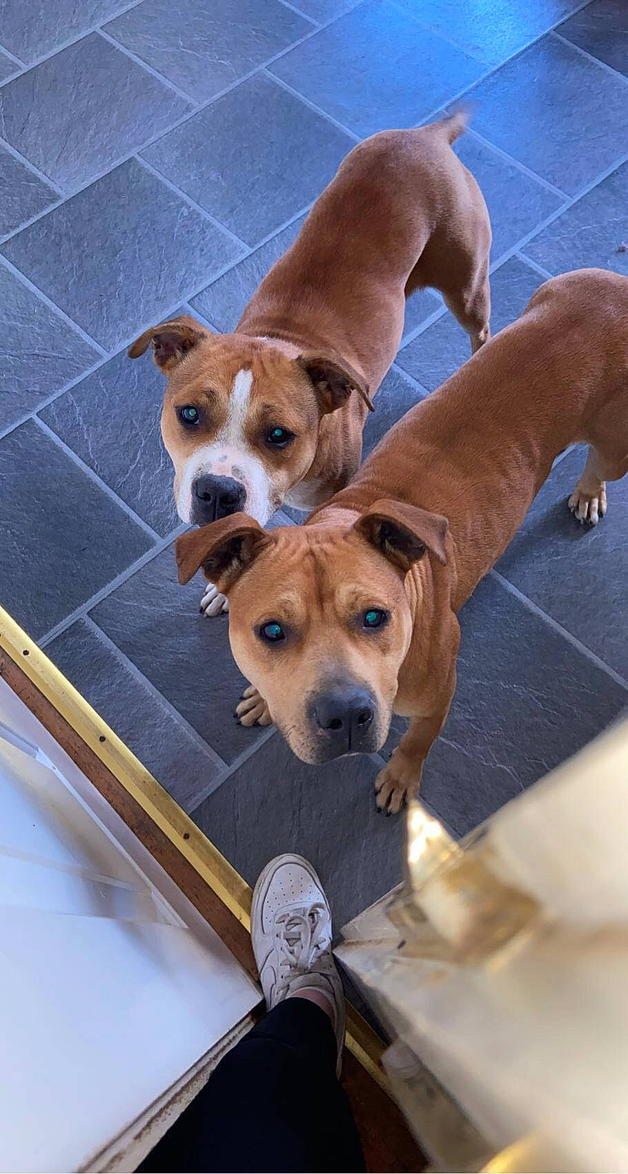 Brandy joined the competition — help win amazing prizes! beaglier, carnivore, collar, comfort, companion_dog, dog, dog_breed, dog_collar, fawn, flooring, hardwood, non_sporting_group, paw, pet_supply, snout, sporting_group, wood, working_animal