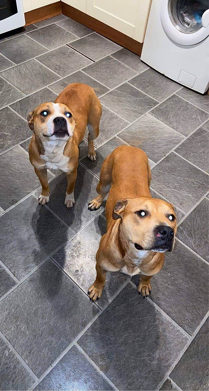 Brandy is registered to the contest to win money with this photo: ancient_dog_breeds, canidae, carnivore, collar, companion_dog, dog, dog_breed, dog_collar, fawn, floor, flooring, fur, non_sporting_group, paw, pet_supply, snout, sporting_group, tail, working_animal, working_dog