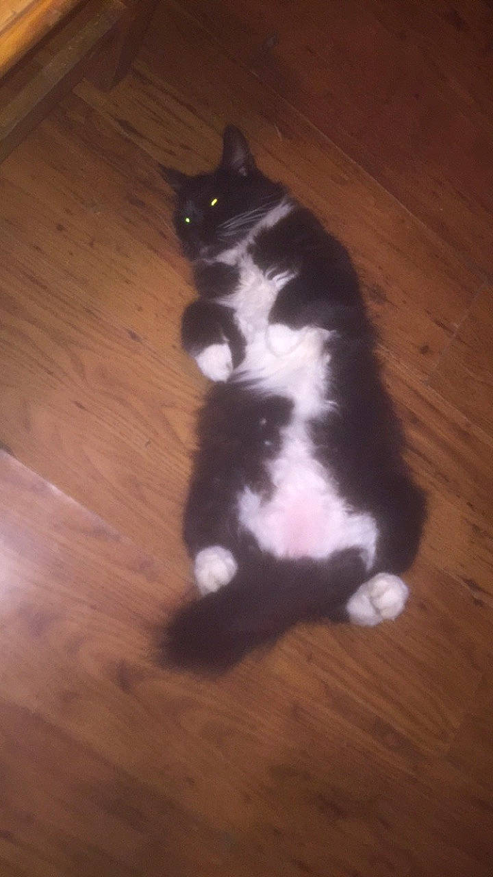 Furbs is registered to the contest to win money with this photo: canidae, carnivore, cat, dog_breed, domestic_short_haired_cat, felidae, flooring, foot, fur, hardwood, laminate_flooring, paw, small_to_medium_sized_cats, snout, tail, varnish, whiskers, wood, wood_flooring, wood_stain