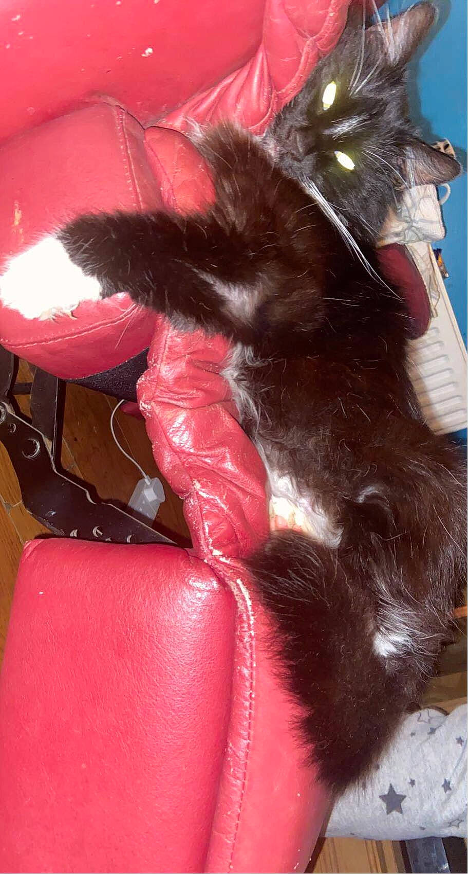 Furbs joined the competition — help win amazing prizes! black_cat, bombay, carmine, carnivore, cat, claw, comfort, dog_breed, domestic_short_haired_cat, felidae, foot, fur, gesture, human_leg, liver, magenta, small_to_medium_sized_cats, tail, thigh, whiskers