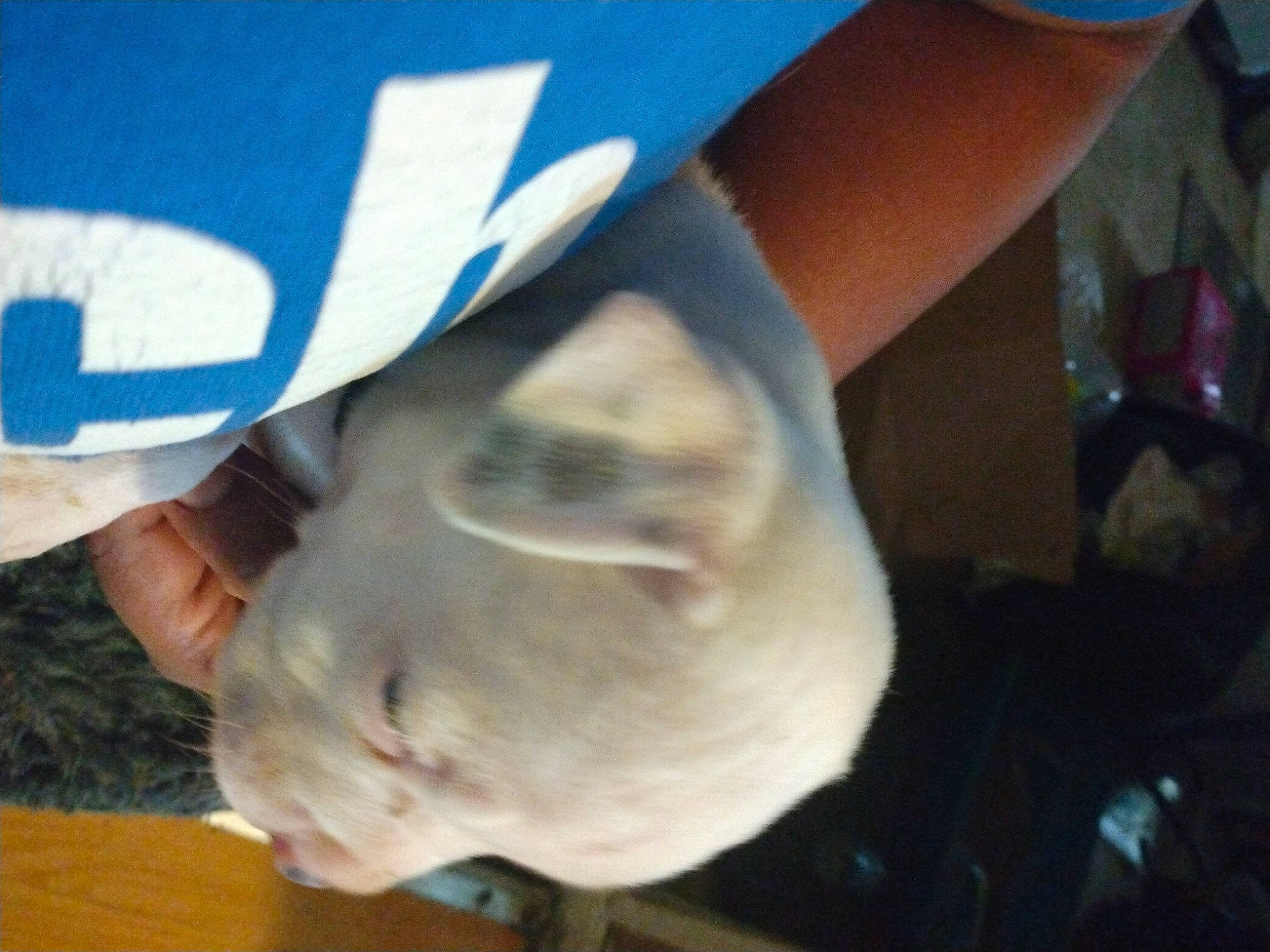 Romeo joined the competition — help win amazing prizes! cat, dog_breed, elbow, electric_blue, fawn, felidae, finger, foot, fun, fur, gesture, human_leg, knee, nail, small_to_medium_sized_cats, sporting_group, tail, thumb, whiskers, wrinkle