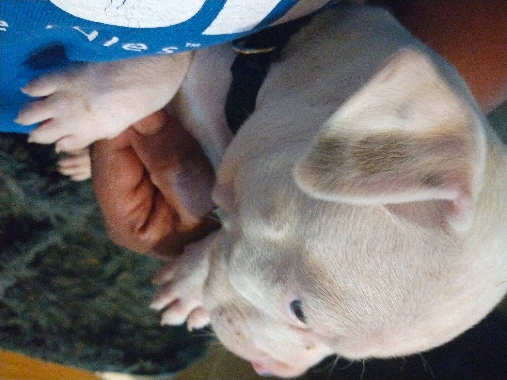 Romeo joined the competition — help win amazing prizes! barefoot, carnivore, child, companion_dog, dog, dog_breed, fawn, finger, foot, fur, gesture, grass, human_leg, jaw, nail, sporting_group, thumb, whiskers, working_animal, wrinkle