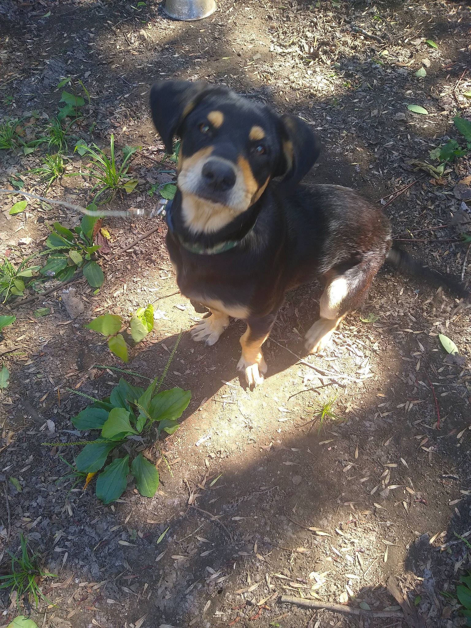 Chewy joined the competition — help win amazing prizes! art, canidae, carnivore, companion_dog, dog, dog_breed, grass, groundcover, guard_dog, hunting_dog, landscape, plant, road_surface, rock, shadow, soil, terrestrial_animal, tints_and_shades, working_dog