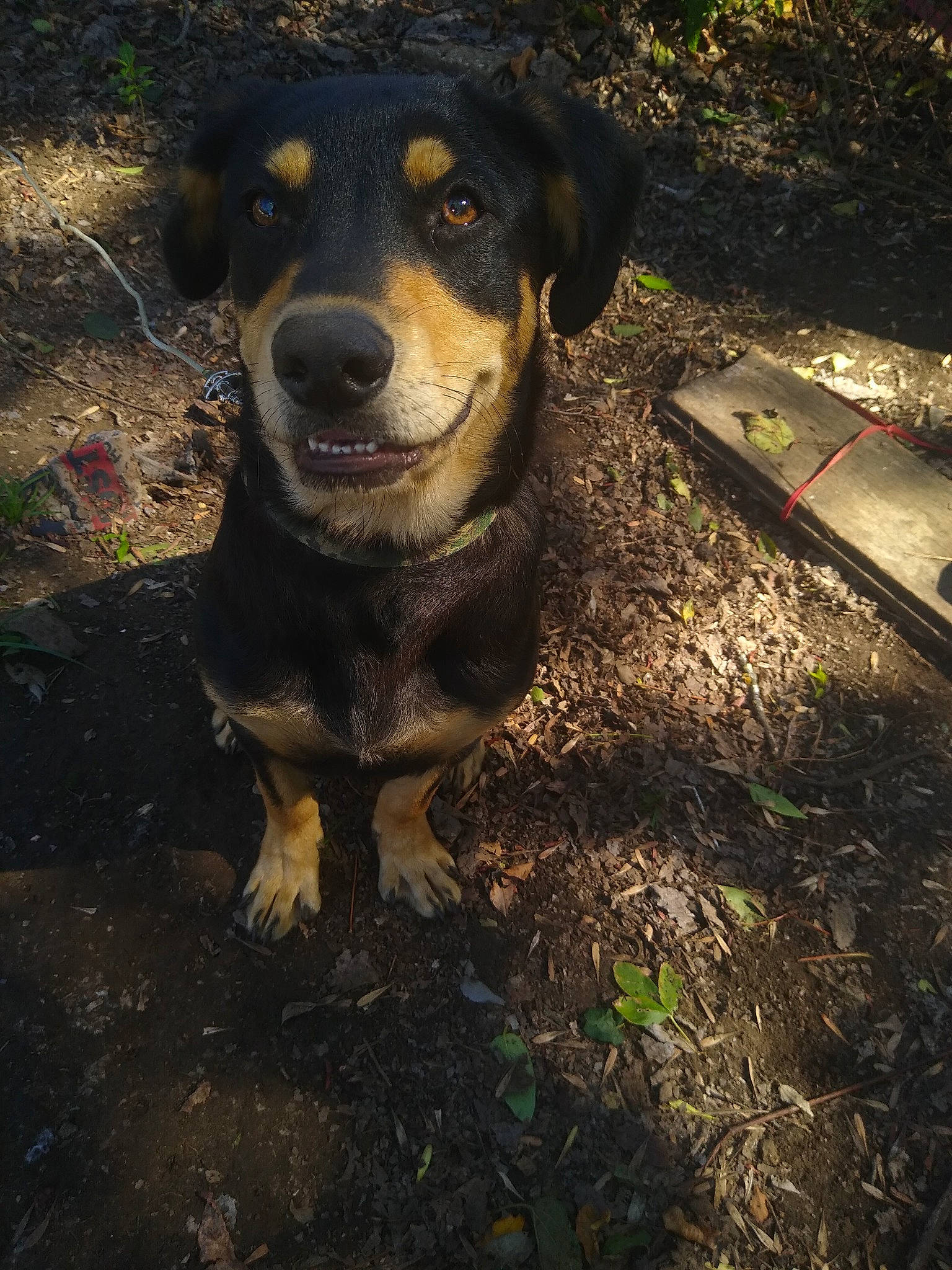 Chewy is registered to the contest to win money with this photo: canidae, carnivore, companion_dog, darkness, dog, dog_breed, fawn, fur, grass, guard_dog, plant, snout, soil, sporting_group, terrestrial_animal, tints_and_shades, tree, whiskers, working_animal, working_dog