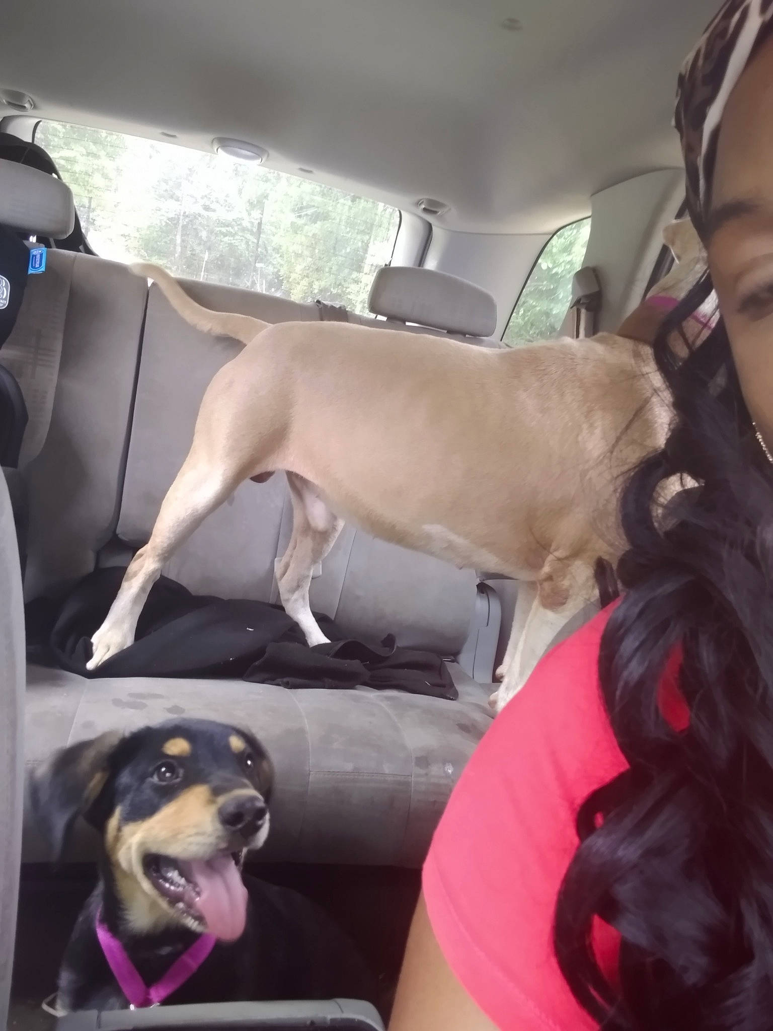 Chewy joined the competition — help win amazing prizes! auto_part, canidae, car_seat, car_seat_cover, carnivore, comfort, companion_dog, dog, dog_breed, dog_collar, fawn, fur, guard_dog, head_restraint, human_leg, passenger, seat_belt, snout, vehicle_door, window