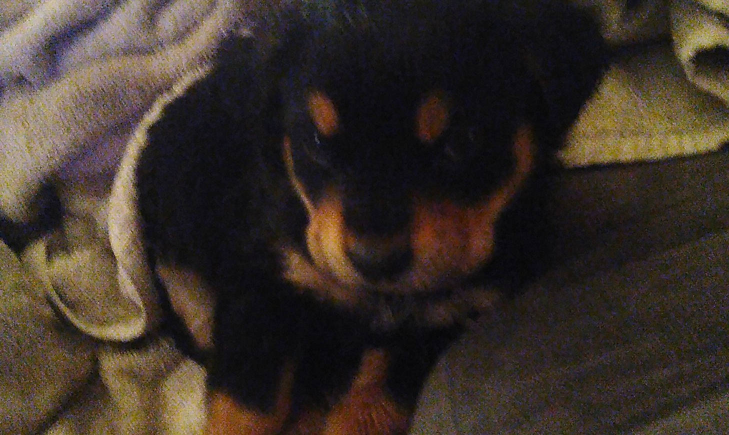 Chewy is registered to the contest to win money with this photo: bored, canidae, carnivore, comfort, companion_dog, dog, dog_breed, ear, fawn, fur, guard_dog, liver, paw, puppy, snout, sporting_group, terrestrial_animal, whiskers, working_animal, working_dog