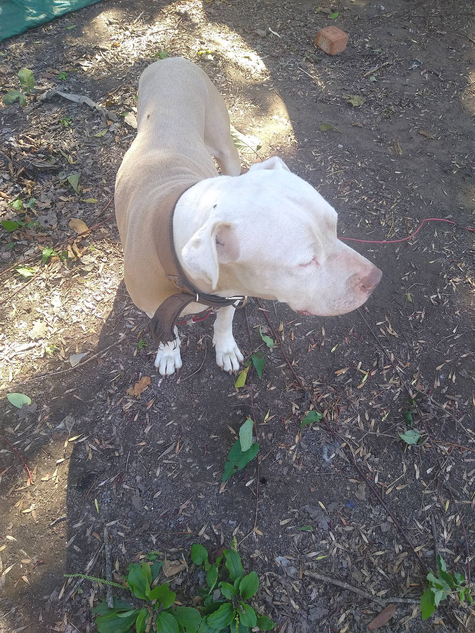 Rico joined the competition — help win amazing prizes! canidae, carnivore, companion_dog, dog, dog_breed, fawn, fur, grass, human_leg, people_in_nature, plant, shadow, snout, soil, sporting_group, tail, terrestrial_animal, wildlife, wood, working_animal