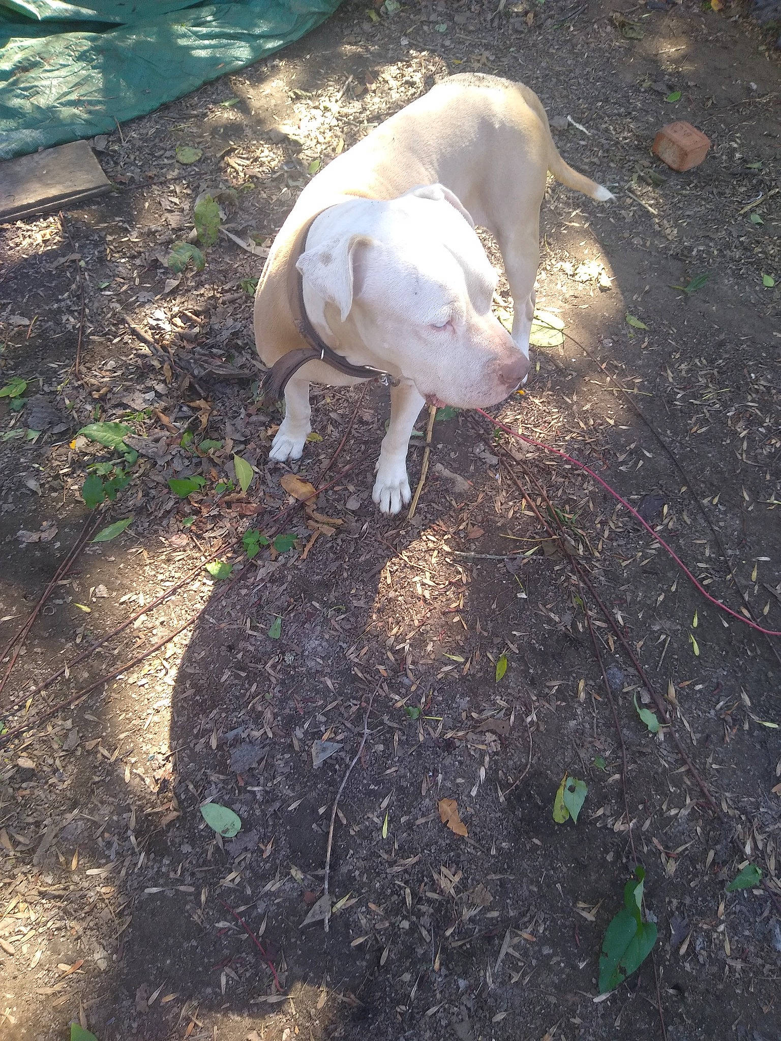 Rico joined the competition — help win amazing prizes! carnivore, companion_dog, dog, dog_breed, grass, livestock, non_sporting_group, plant, shadow, soil, sporting_group, tail, terrestrial_animal, toy_dog, wood, working_animal