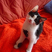 Capy participe au concours pour gagner de l'argent avec cette photo :