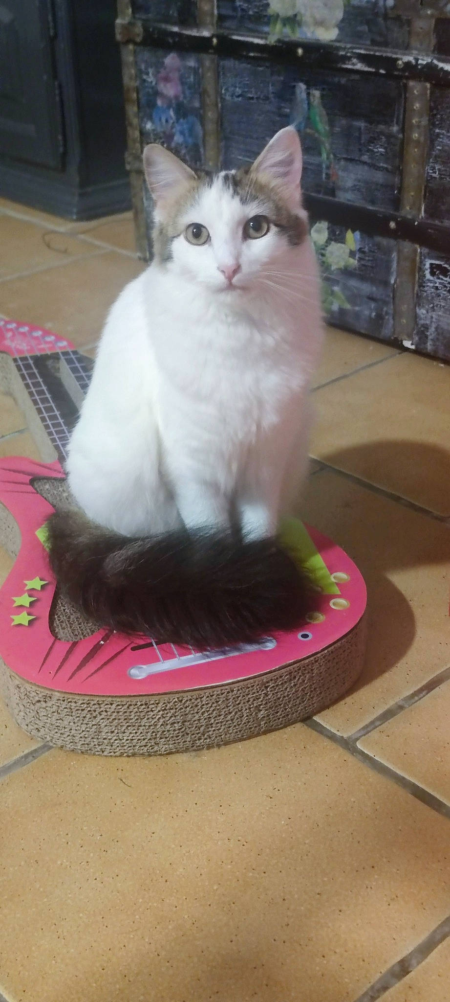 Shelby participe au concours pour gagner de l'argent avec cette photo : carnivore, cat, cat_supply, comfort, domestic_short_haired_cat, felidae, flooring, foot, fur, hardwood, paw, pet_supply, sitting, small_to_medium_sized_cats, tail, tile_flooring, whiskers