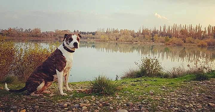 Kaya participe au concours pour gagner de l'argent avec cette photo : american_staffordshire_terrier, bank, canidae, carnivore, dog, dog_breed, mammal, non_sporting_group, olde_english_bulldogge, sky, sporting_group, tree, vertebrate