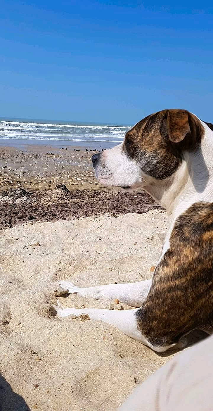 Kaya participe au concours pour gagner de l'argent avec cette photo : american_bulldog, american_staffordshire_terrier, beach, boxer, canidae, carnivore, coast, dog, dog_breed, fawn, sand, sporting_group, vacation