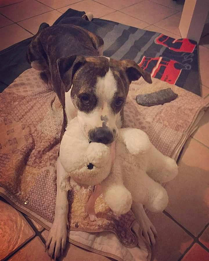 Kaya participe au concours pour gagner de l'argent avec cette photo : american_bulldog, boxer, canidae, carnivore, companion_dog, dog, dog_breed, fawn, mammal, non_sporting_group, pit_bull, puppy, puppy_love, tail