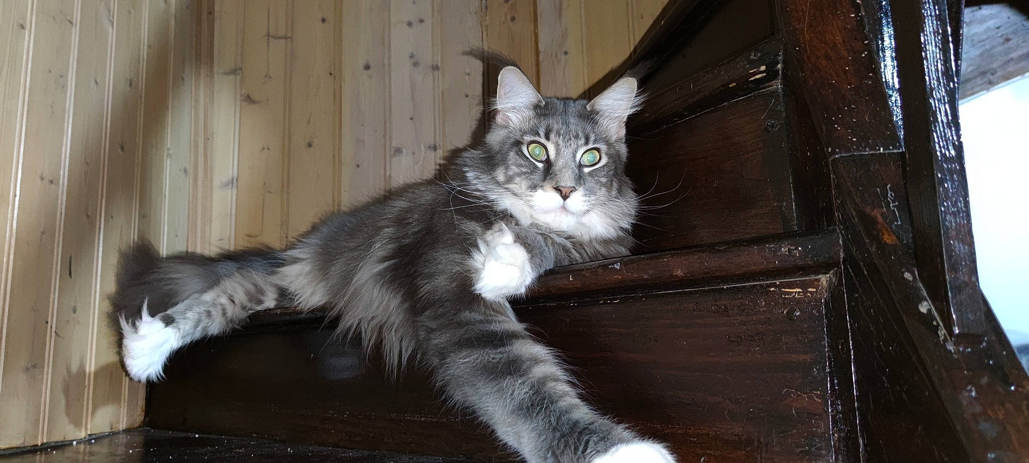 Sky participe au concours pour gagner de l'argent avec cette photo : box, carnivore, cat, claw, domestic_short_haired_cat, felidae, fur, grey, paw, sitting, small_to_medium_sized_cats, tail, terrestrial_animal, whiskers, window, wood