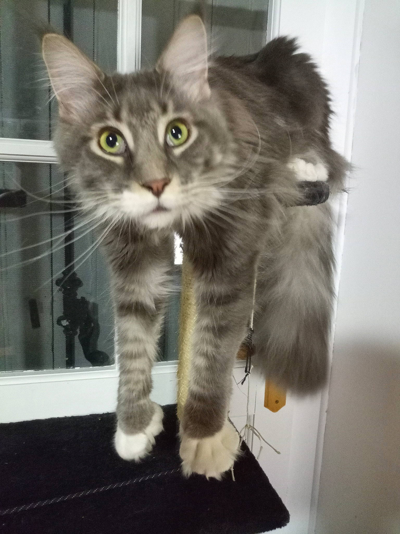 Sky participe au concours pour gagner de l'argent avec cette photo : box, british_longhair, carnivore, cat, claw, domestic_short_haired_cat, felidae, fur, grey, paw, photo_caption, small_to_medium_sized_cats, snout, tail, terrestrial_animal, whiskers