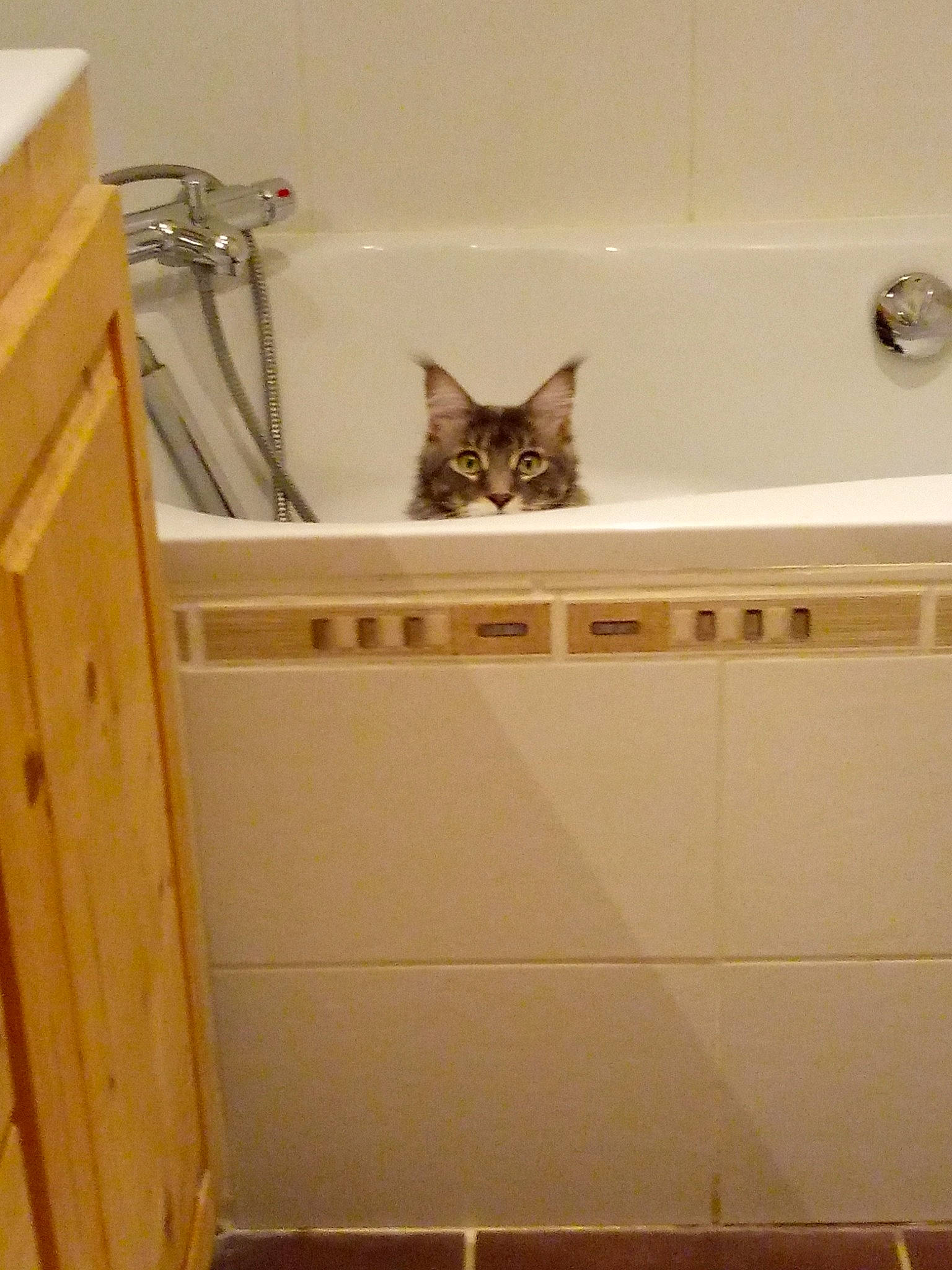 Sky participe au concours pour gagner de l'argent avec cette photo : cabinetry, carnivore, cat, domestic_short_haired_cat, drawer, felidae, floor, flooring, hardwood, home_appliance, kitchen, laundry_room, major_appliance, room, shelf, shelving, small_to_medium_sized_cats, whiskers, wood, wood_stain