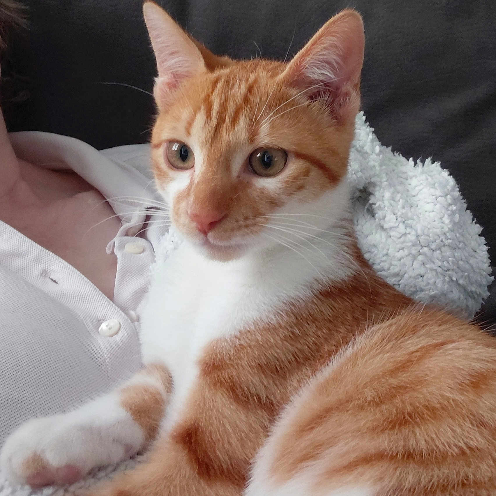 Fripouille participe au concours pour gagner de l'argent avec cette photo : animal, blanket, buttoned_shirt, cat, closeup, clothing, couch, cute, domestic_cat, ears, feline, fur, indoor, orange_cat, person, pet, relaxed, resting, whiskers, white_cat