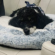 Gizmo is registered to the contest to win money with this photo: dog, poodle, pet, couch, sofa, dog_bed, blanket, curly_fur, black_and_white, cute, resting, lying_down, closeup, portrait, indoor, cozy, harness, nose, eyes, fur