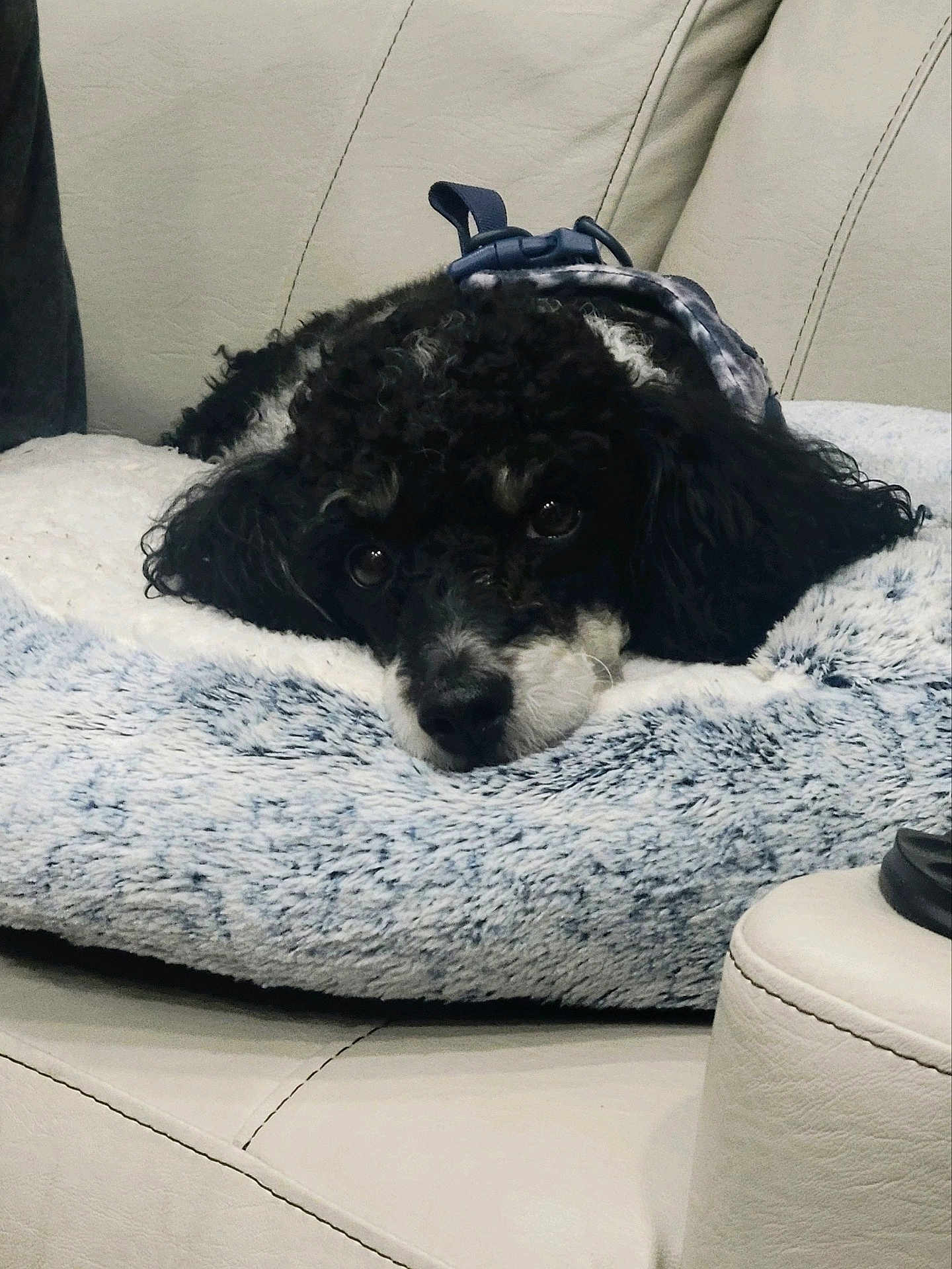 Gizmo is registered to the contest to win money with this photo: dog, poodle, pet, couch, sofa, dog_bed, blanket, curly_fur, black_and_white, cute, resting, lying_down, closeup, portrait, indoor, cozy, harness, nose, eyes, fur